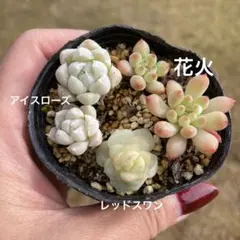 多肉植物　小苗抜き苗セット