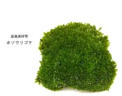 ホソウリゴケ 盆栽素材等 テラリウム素材