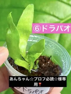 速達❣️あんちゃん☆プロフ必読☆様 リクエスト 5点 まとめ商品