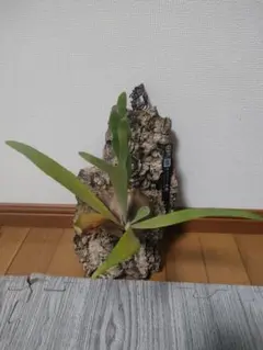 ビカクシダ MW9 タグ付き 村長の直売所 2025年最新】村長の直売所の人気アイテム - メルカリ