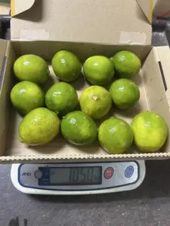 メキシコ産ライムはねだし品1kgのサムネイル