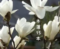 木蓮15本 2026年最新】木蓮 苗の人気アイテム - メルカリ