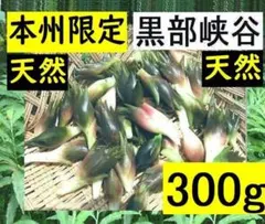 F 急送！黒部産・正真正銘・天然・山みょうが・ミョウガ 300g+αのサムネイル