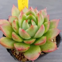 kucoco様 リクエスト ５点 まとめ商品