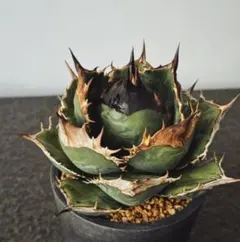 2025年最新】姫厳龍の人気アイテム - メルカリ