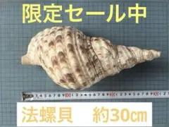 2025年最新】法螺貝の人気アイテム - メルカリ
