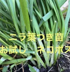 無農薬ニラ　葉つき苗　20本以上　ネコポス　専用出品