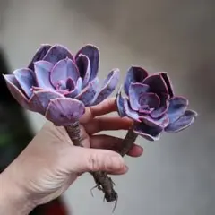 ジオ☆様 リクエスト 2点 まとめ商品