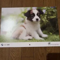 2026年最新】2024ゆかいな子犬たちカレンダーの人気アイテム - メルカリ