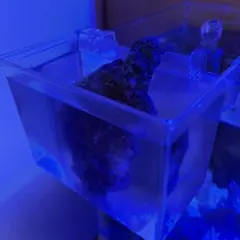 2026年最新】ライブロック 海水魚の人気アイテム - メルカリ