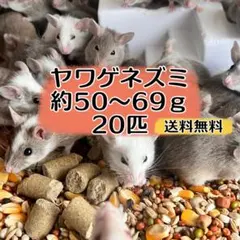 tanakaさま専用ページ✨冷凍やわげネズミ☆真空パック 2026年最新】ヤワゲネズミの人気アイテム - メルカリ