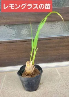 大岩様 リクエスト 2点 まとめ商品