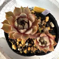 多肉植物 センペルビウム ダラス No.24【黄】 - メルカリ
