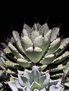 アガベ ホリダ 極上株 極上強刺 Agave horrida 球状株 - メルカリ