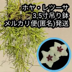 ホヤ・Seed023 4.5寸アーチ仕立て らくらくメルカリ便発送 サクララン