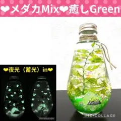 【メダカMix】〜❄︎癒しのGreen❄︎〜❤︎蓄光Mixアクアリウム❤︎