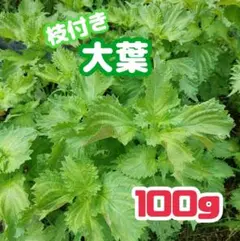 【数量限定】栃木県産　大葉　100g【ネコポスまたはゆうパケット】のサムネイル