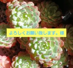 よろしくお願い致します。様 リクエスト 2点 まとめ商品