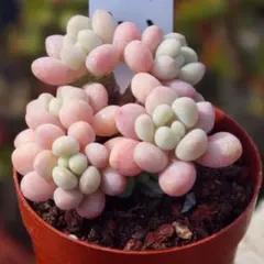 多肉植物 ぷくぷく系 Daphne 多頭 モス付き 1株 - メルカリ