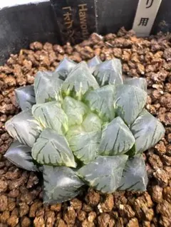 紫王オブツーサ錦 親株 超美株 ハオルチア 観葉植物 3 - メルカリ