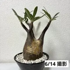 玉クバ トックリビロウ クバ ビロウヤシ ヤシ 根塊 ヤシの木 玉クバ トックリビロウ クバ ビロウヤシ ヤシ 根塊 ヤシの木 - メルカリ