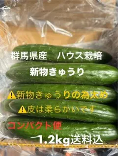 群馬県産 朝採り ハウス栽培　新物　きゅうり1.2㎏送料込　日付指定不可のサムネイル
