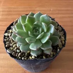 オリビア 049 エケベリア 多肉植物 抜き苗 - メルカリ