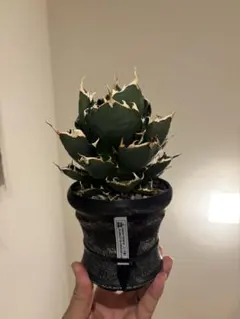 アガベ チタノタ 烈炎 観葉植物 コーデックス - メルカリ