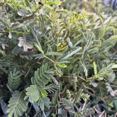 なぬがす様 リクエスト 2点 まとめ商品