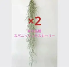 ⑤希少　スパニッシュモスカーリー　ウスネオイデス　エアプランツ　エアープランツのサムネイル