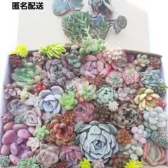 多肉植物 カット苗 詰め合わせ 【2】