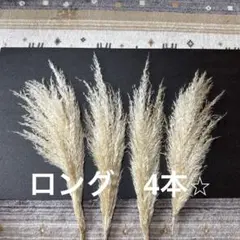 パンパスグラス　ロング　4本☆