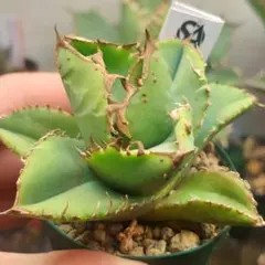 2026年最新】アガベ チタノタ 蚩尤の人気アイテム - メルカリ