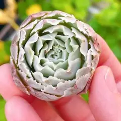 Miya-neko様 リクエスト 2点 まとめ商品