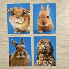 うさぎ証明写真