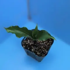 のら様 リクエスト 2点 まとめ商品