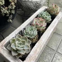 エケベリア、多肉植物