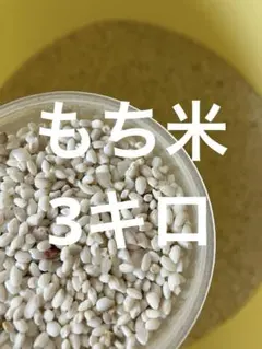もち米25キロ/令和7年産 千葉県産幻の白い古代米/購入後籾摺り精米発送