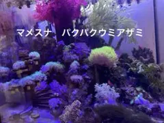 ライブロック　フラグのサムネイル
