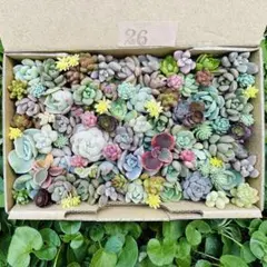 ✾24ちまちま寄せ植え カット苗 多肉植物 寄せ詰め合わせ - メルカリ