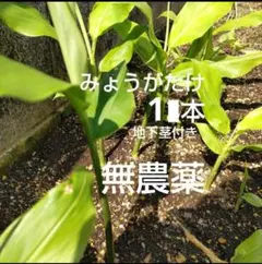 みょうが苗 みょうがたけ 地下茎付き 1本 農薬不使用のサムネイル