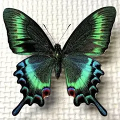 蝶標本 美麗ミヤマカラスアゲハ春型♂ 飼育品 北海道産 - メルカリ