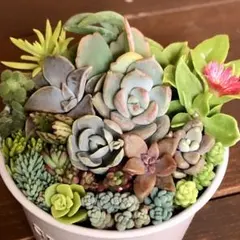 そのまま飾れる多肉植物寄せ植え こぼれ鉢 管理書付き - メルカリ