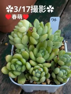 74♥春萌♥　根あり　抜き苗　多肉植物