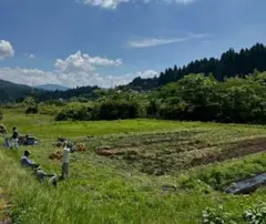 【バラ500g】自家栽培 新鮮なニンニク 粒のサムネイル