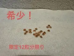 2026年最新】エンコリリウムの人気アイテム - メルカリ