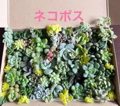 2026年最新】プリンセスパール 多肉植物の人気アイテム - メルカリ