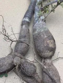 H2 多肉植物 オペルクリカリア・パキプス実生 2大株【落ち葉です】のサムネイル