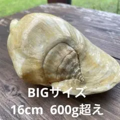 2026年最新】ソデガイの人気アイテム - メルカリ