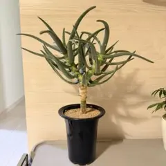アロエ ラモシシマ 塊根植物 コーデックス - メルカリ